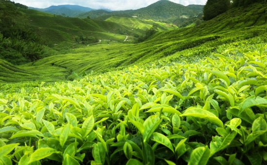 Batum Konaklamalı Eko Karadeniz Turu - 3 Gece Konaklamalı