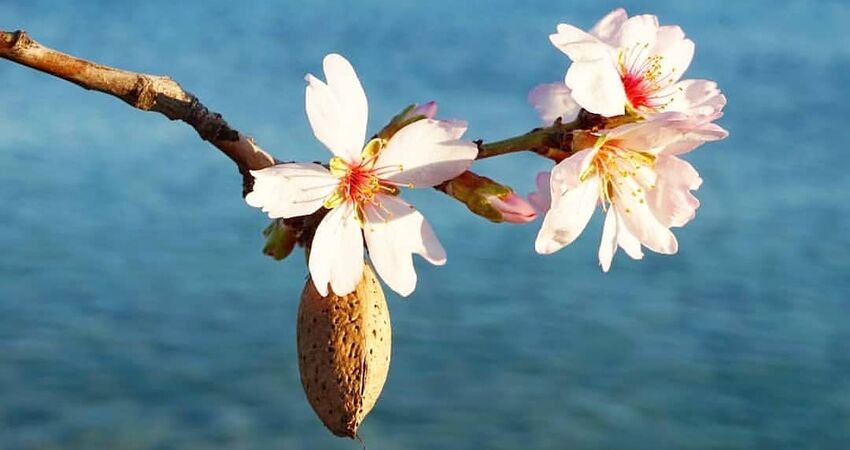 KONAKLAMALI DATÇA BADEM ÇİÇEĞİ FESTİVALİ TURU