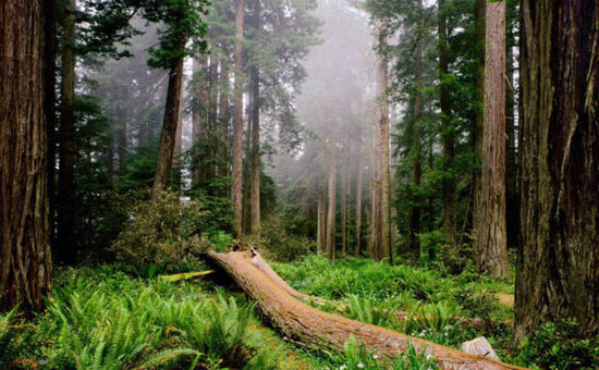 TRAKYA TURU '' EDİRNE KIRKLARELİ İĞNEADA''