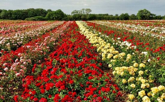 ISPARTA GÜL HASADI SALDA GÖLÜ PAMUKKALE TURU