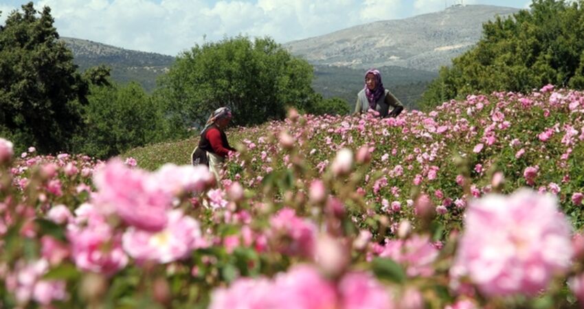 ISPARTA GÜL HASADI SALDA GÖLÜ PAMUKKALE TURU