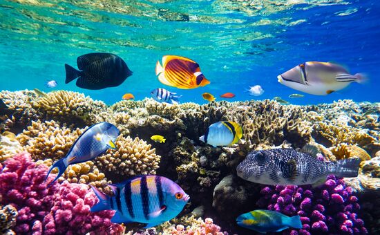 Ankara Çıkışlı Air Cairo Havayolları İle Sharm El Sheik Turu